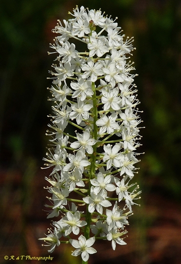 {Stenanthium densum}